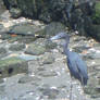 Little Blue Heron 4