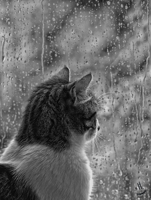 Watching the rain...