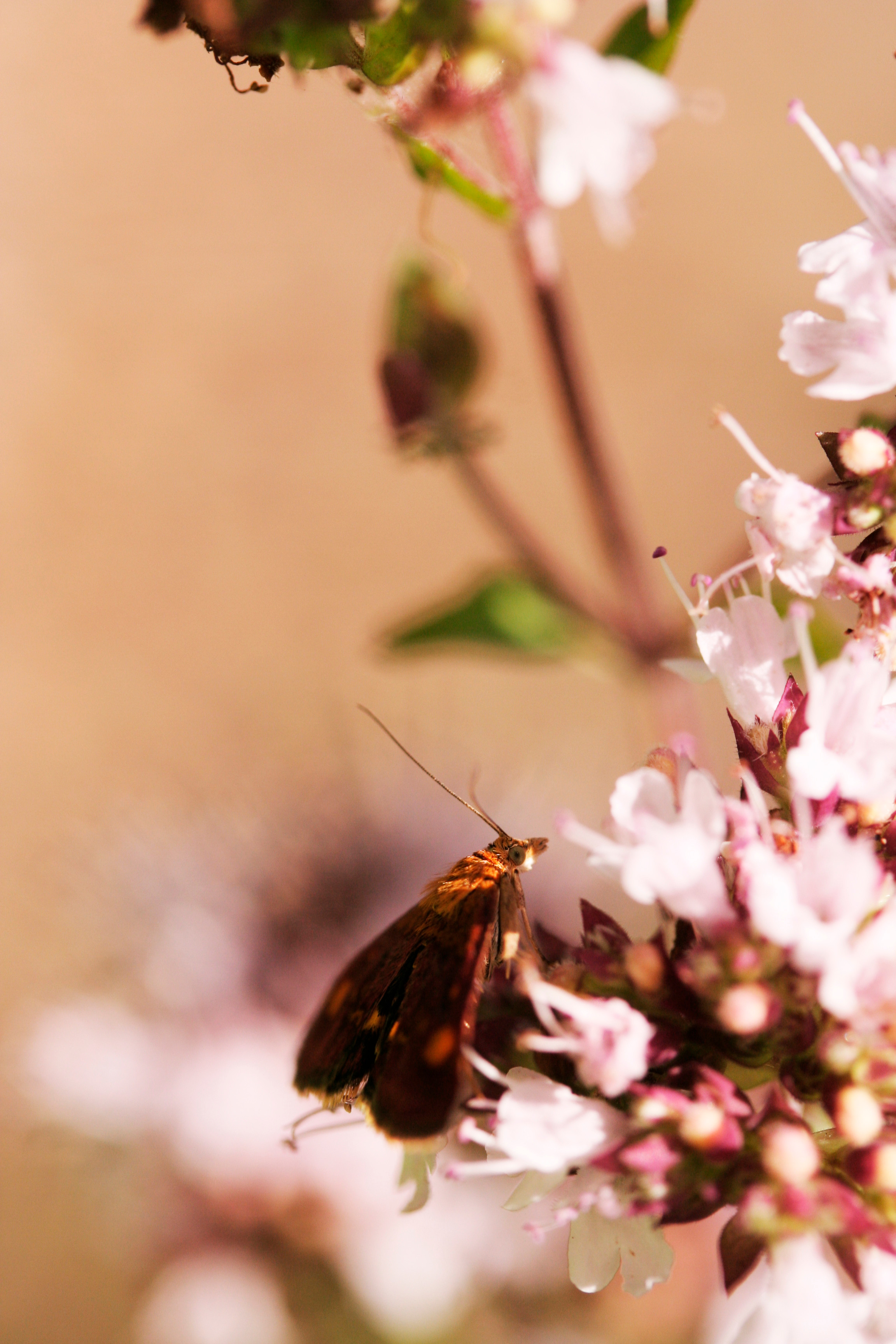 Moth