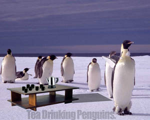 Tea Drinking Penguins