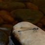 Sedona Damselfly 1