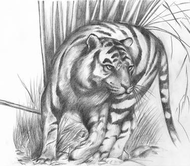 bengal tiger