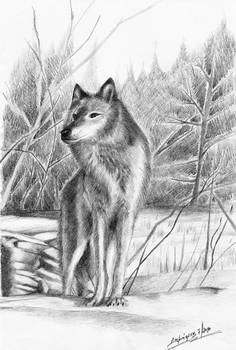 grey wolf