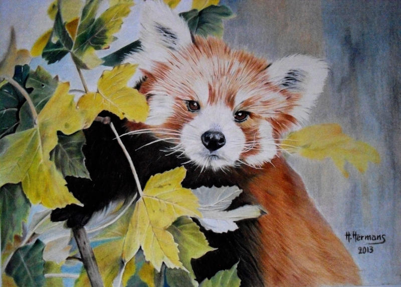 Red Panda 2 by HendrikHermans on DeviantArt