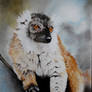 Black Lemur ( Eulemur macaco  )