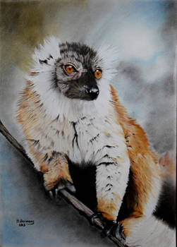 Black Lemur ( Eulemur macaco  )