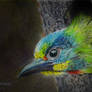 Black-browed Barbet