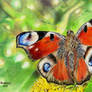 Peacock Butterfly  (Inachis io)