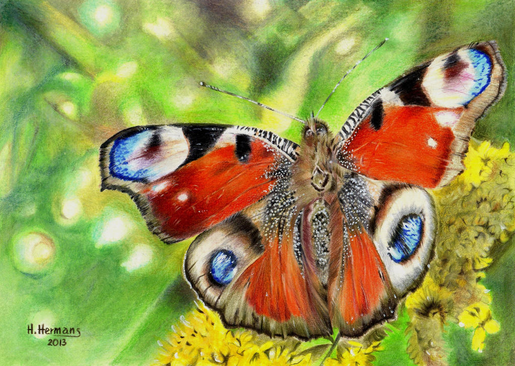 Peacock Butterfly  (Inachis io) by HendrikHermans