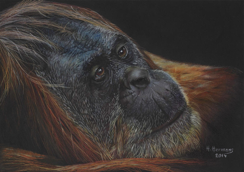 Orangutan by HendrikHermans