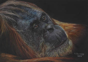 Orangutan by HendrikHermans