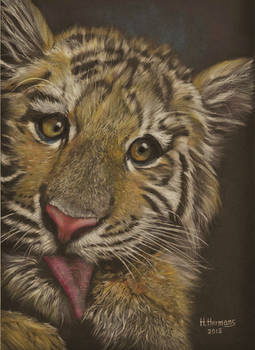 Licking Tiger cub