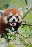 Red Panda 3 by HendrikHermans