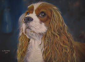 Cavalier King Charles Spaniel