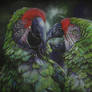 Great green macaw