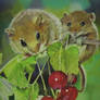 Rat (red) Berries
