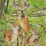 Deer/Doe with Twin Fawns