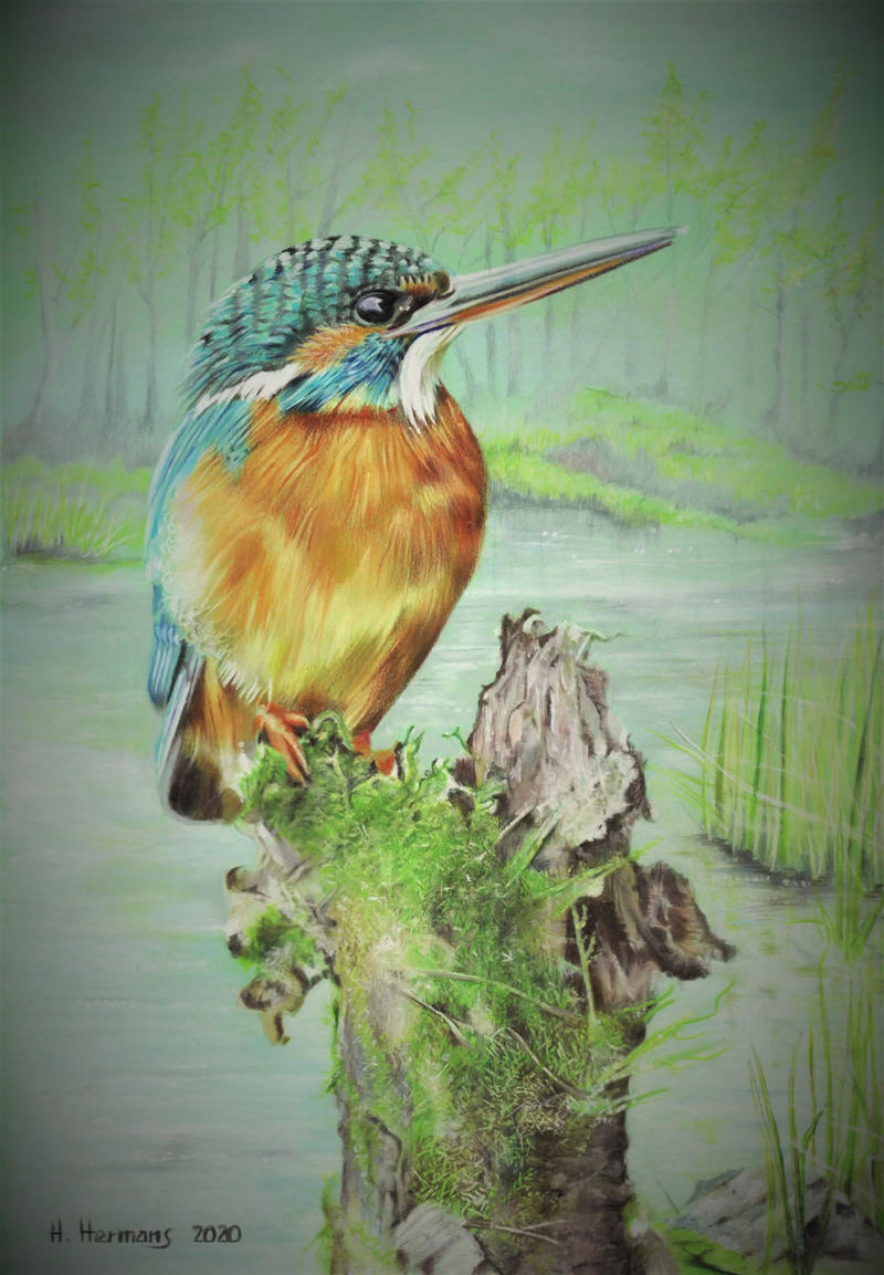 Kingfisher 2