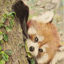 Red panda 6