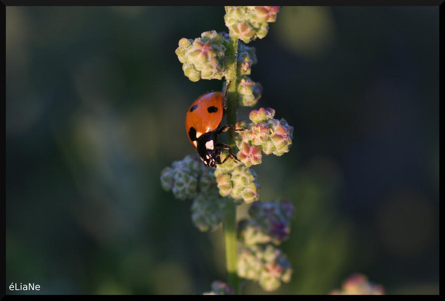 Ladybird