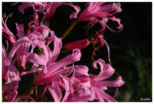 Pink autumn flowers