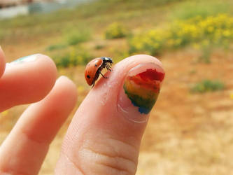 Lady bug