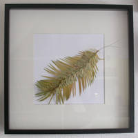 Palm Leaf Centipede