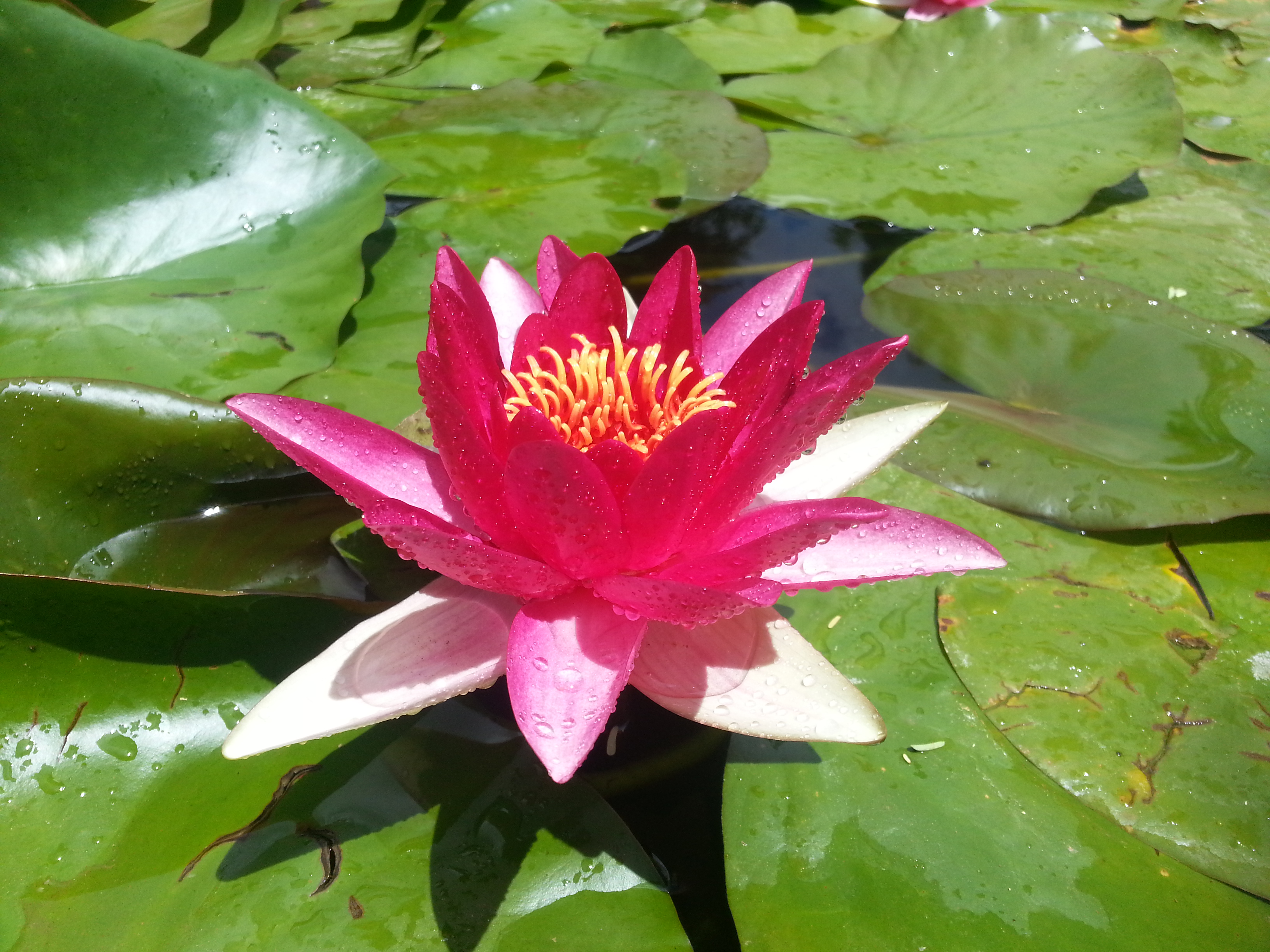 water Lily  after rain