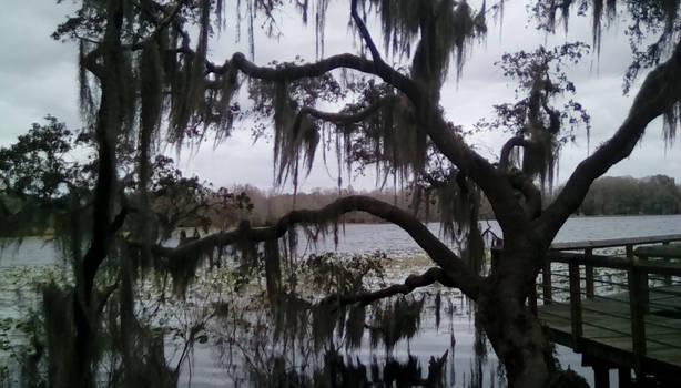 Lake and Spanish Moss Inverness Florida 1-2018