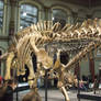 Dicraeosaurus in Berlin