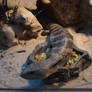 Blotched blue-tongued lizard