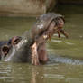 Hippo opening mouth