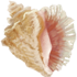 Shell - Conch by Mothkitten