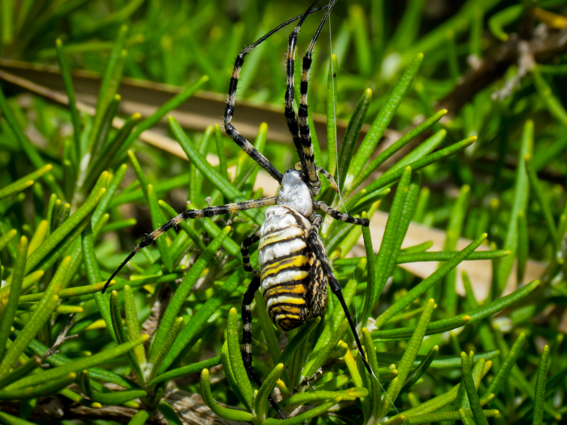 Argiope Bruennichi