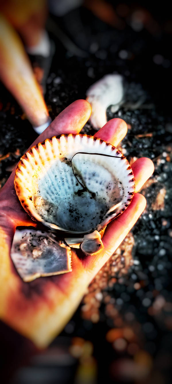 Sea Shells by Chickenscratchs on DeviantArt