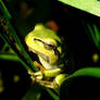 morning frog