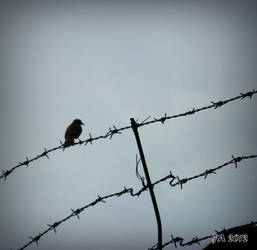 Bird On A Wire