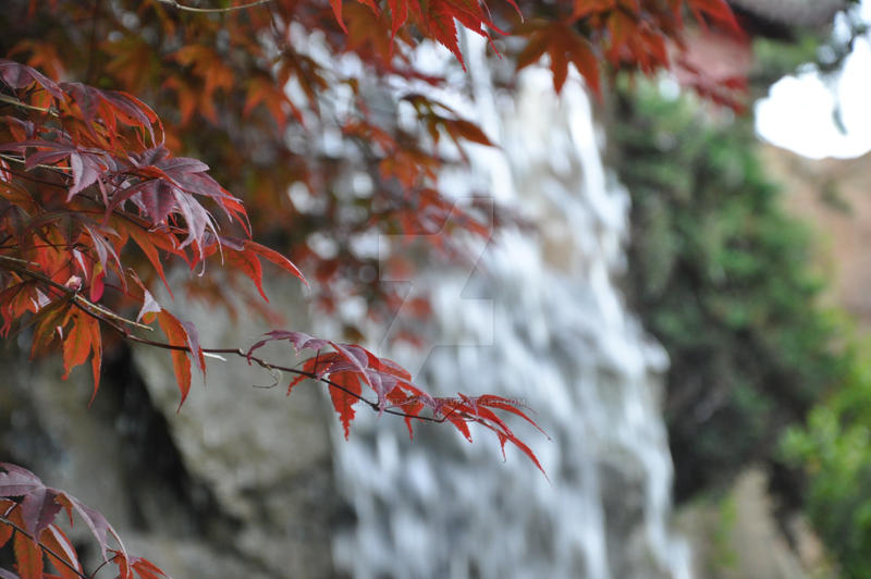 maple tree and waterfall