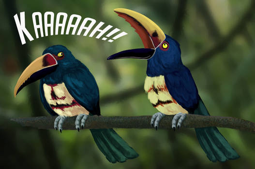 Angry Toucans