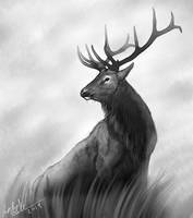 Elk bull