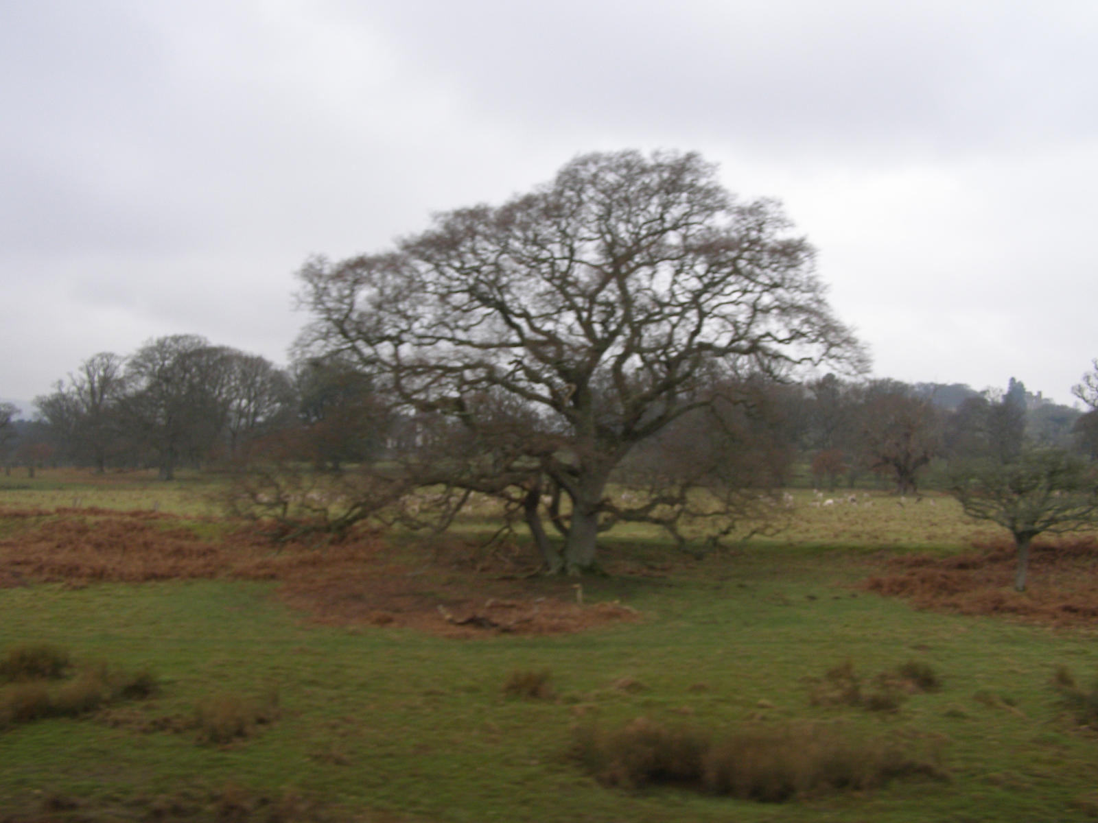 Epic tree is epic by AbyssOfTheDavey on DeviantArt