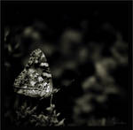 Butterfly varois V by wild-vortex
