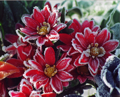Frosty Flowers