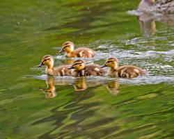 Baby Quacks