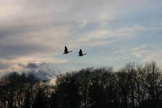 Silhouetted Geese in Flight