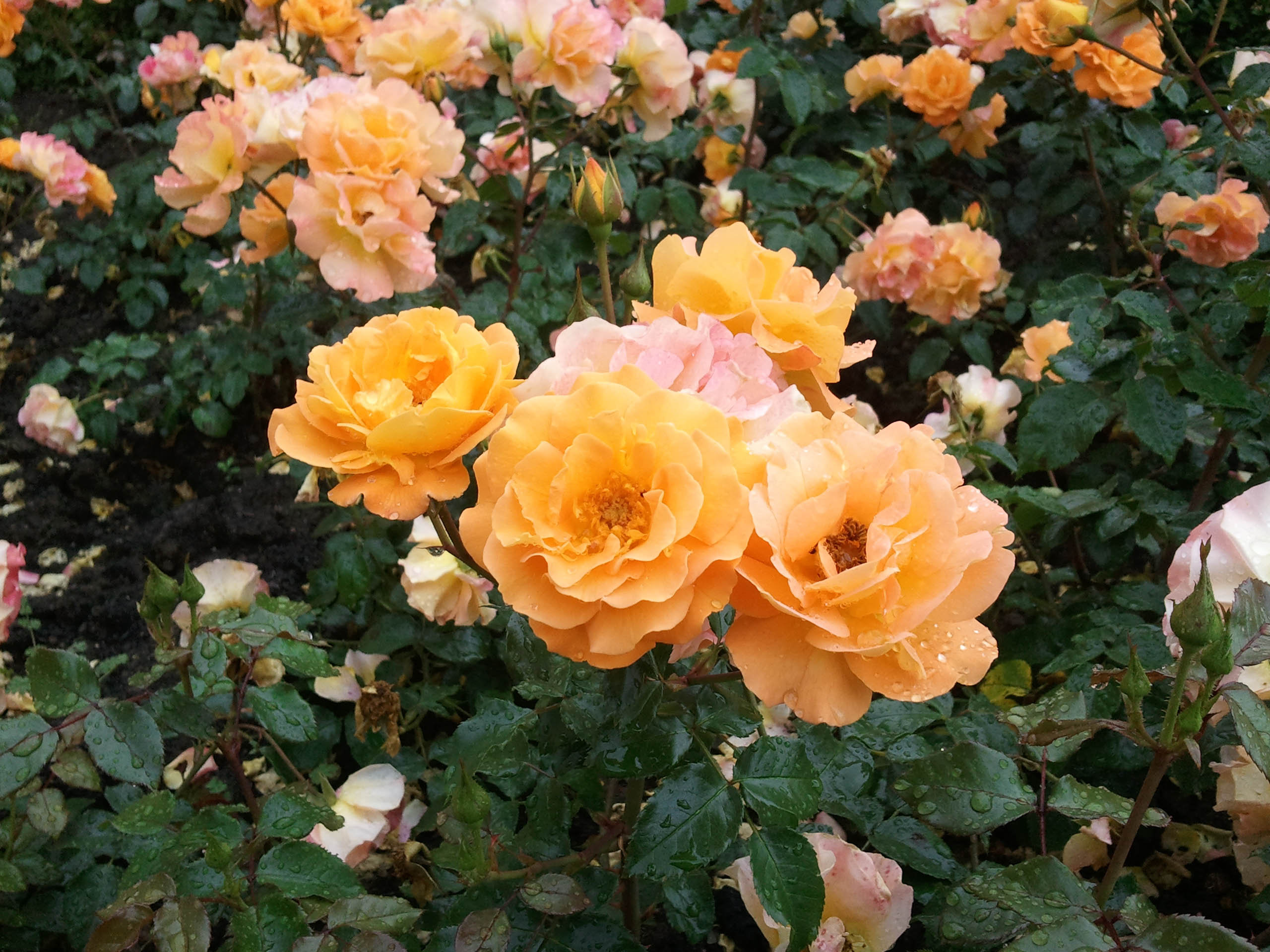 German Roses 1 by dystraphi on DeviantArt