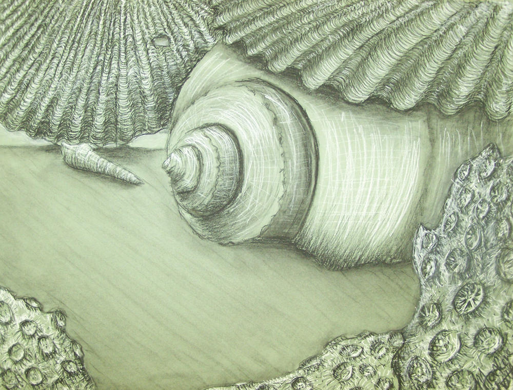 Shells by NeBuLaDiStOrTiOn on DeviantArt