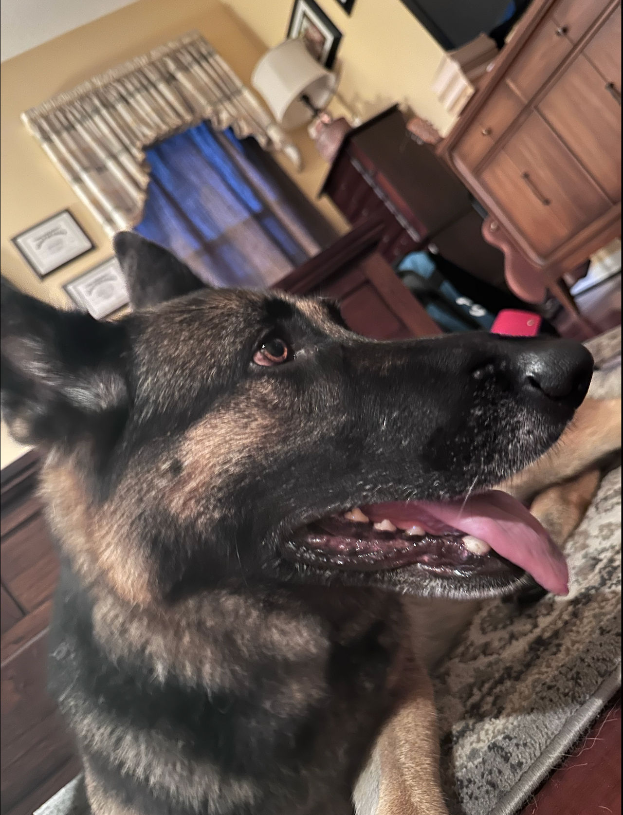 Random Doggo Images Doggo by Some-Random-Person2 on DeviantArt