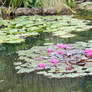 MORE FAIRY'S WATERLILIES...