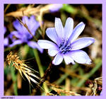 For Sonia... by Tigles1Artistry